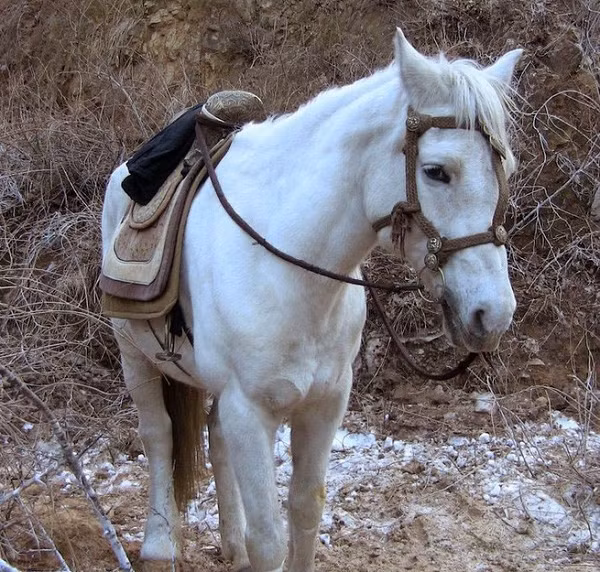 Mặc dù an toàn hơn đối với ngựa giống, thụ tinh nhân tạo bị chỉ trích do vấn đề đạo đức xung quanh vấn đề khoa học và tự nhiên.