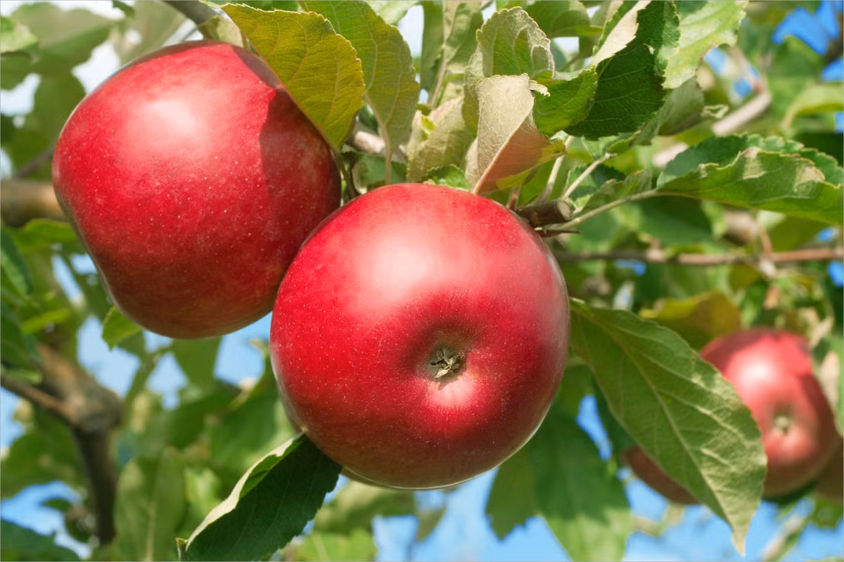  Đứa trẻ này sinh ra sẽ mang đến phúc lộc cho cha mẹ. Ngay sau khi bé chào đời, cha hoặc mẹ của trẻ sẽ thăng tiến trong sự nghiệp, làm ăn phát đạt. Cuộc sống của gia đình sẽ sung túc, đủ đầy hơn trước. 