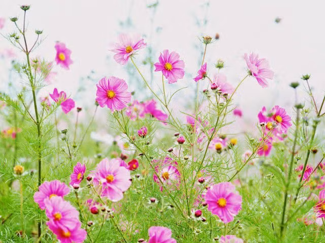  Họ là niềm tự hào của cha mẹ. Vì vậy, có con sinh tháng này, cha mẹ cũng có động lực để phấn đấu và đạt được những thành tựu trong sự nghiệp. 