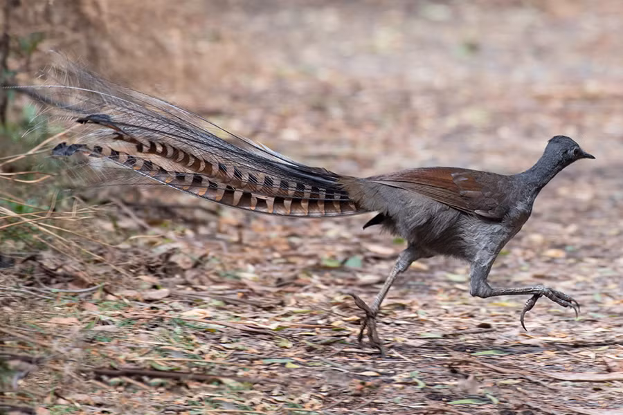 Chim cầm điểu hay còn gọi là chim đàn Li-a (Lyrebird), là loài động vật bản địa của Australia. Loài chim này có khả năng bắt chước tuyệt vời một dải âm thanh nào mà nó đã nghe. Điều này được chúng sử dụng như một cơ chế tự vệ để đe dọa và chạy trốn khỏi các kẻ thù.