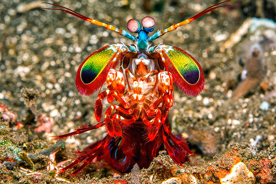 Toàn thân tôm bọ ngựa được bao phủ bởi lớp vỏ bảy sắc cầu vồng và đôi mắt chứa đến 16 loại thụ thể ánh sáng khác nhau, cho phép nhìn được ánh sáng cực tím, ánh sáng phân cực và các màu sắc mà con người không thể tưởng tượng được. Ngoài ra, chúng còn có khả năng di chuyển hai mắt một.