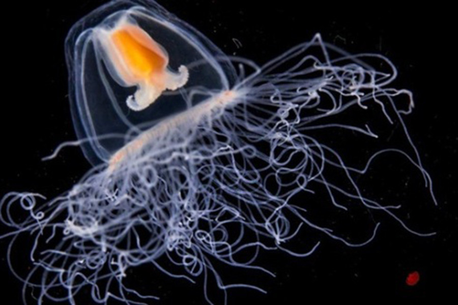 Đa phần các loài sứa bất tử chỉ gặp nạn khi gặp kẻ thù hoặc bị săn bắt.