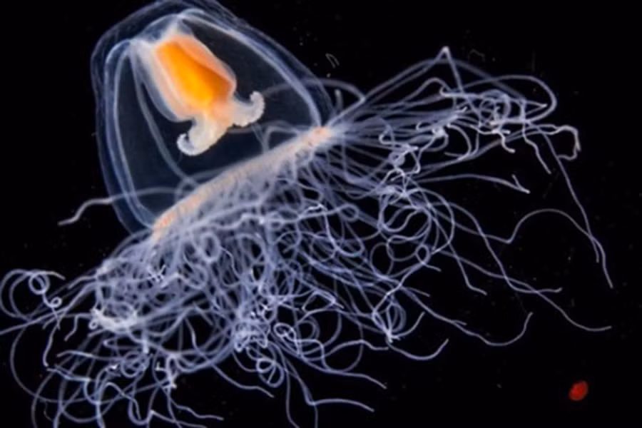 Đa phần các loài sứa bất tử chỉ gặp nạn khi gặp kẻ thù hoặc bị săn bắt.