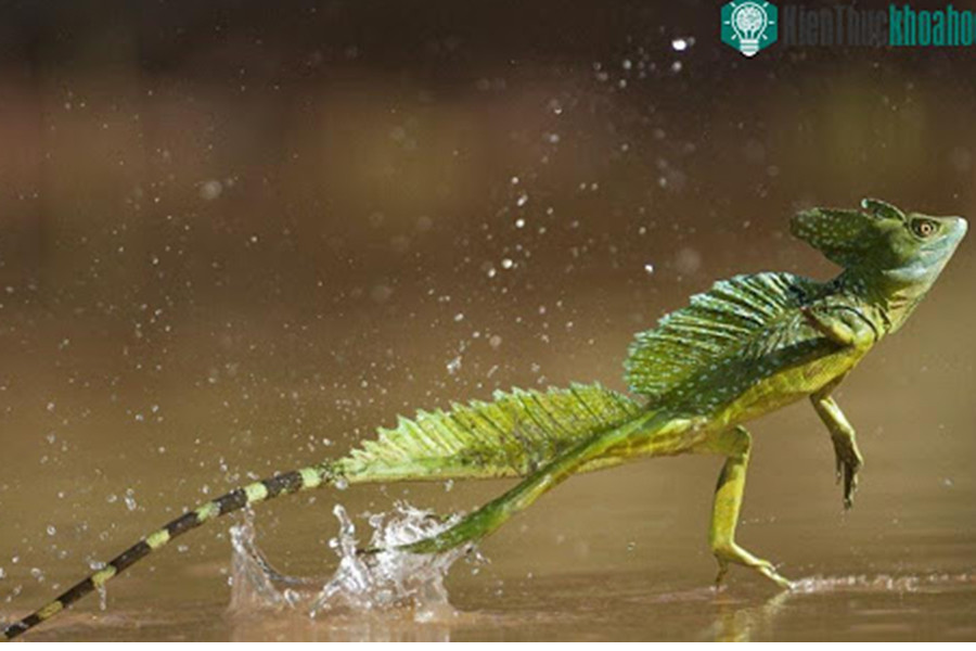 Thằn lằn Basilisk hay thằn lằn Chúa có khả năng vô cùng đáng kinh ngạc đó là… chạy như bay trên mặt nước.