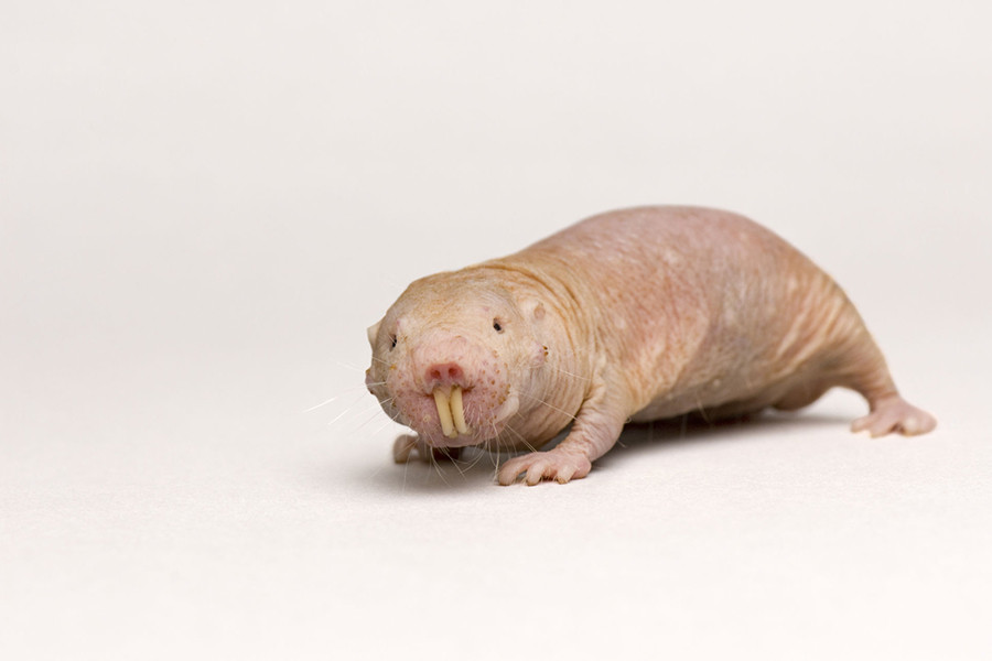 Điểm nổi bật của loài chuột này là hầu như không có biểu hiện của sự lão hóa. Tuổi thọ trung bình của chúng gấp 9 lần các loài chuột có kích thước tương đương và hiếm khi mắc ung thư.