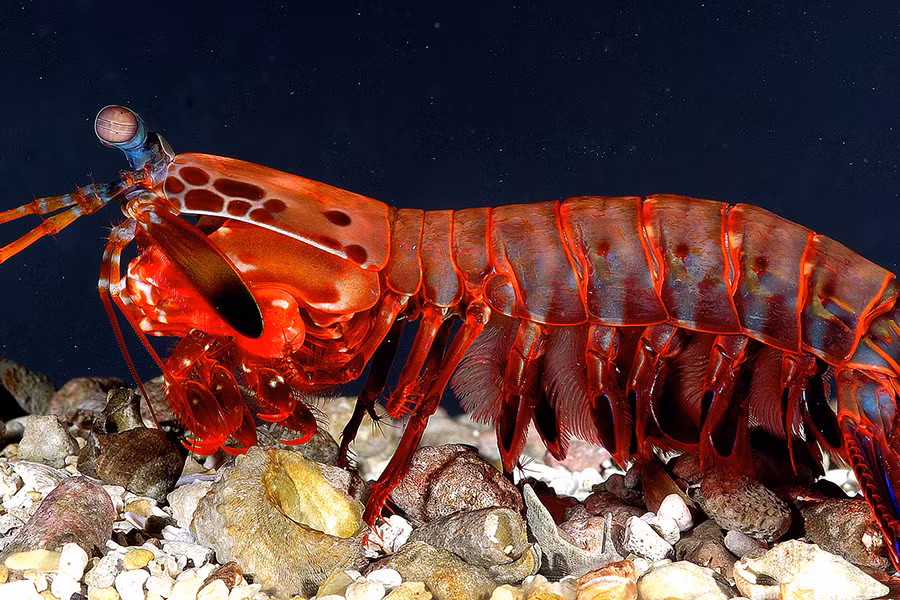 Tôm bọ ngựa (Mantis Shrimp) được biết đến là một loài sinh vật với những khả năng vô cùng đặc biệt.