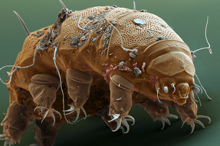 Bọ gấu nước rất nhỏ, kích thước chỉ dưới 1mm. Trên kính hiển vi, bọ gấu nước có thân béo tròn, di chuyển bằng 8 chân khá to và khoẻ. Bọ gấu nước không có mắt nhưng bù lại, đầu của nó có một cái miệng rất to và khoẻ, với các mấu sắc cạnh như răng thú để cắn xé thức ăn.