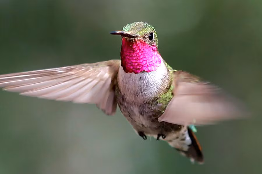 Trung bình mỗi giây, chim ruồi có thể bay được quãng đường dài gấp 385 lần chiều dài cơ thể. Khi bay, chúng đứng nguyên ở một chỗ và vỗ cánh liên tục, đôi cánh của chúng đập trên 70 lần/giây.