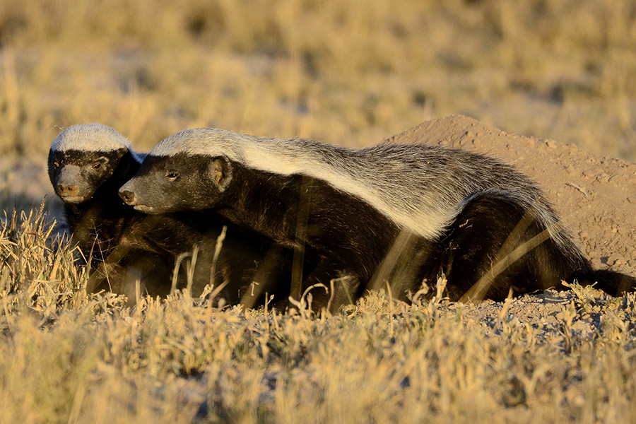 Loài vật này còn thông minh và ranh ma đến mức dám trộm con mồi của báo hoa mai giấu trên cây cao. Đặc biệt nhất, chúng có khả năng đề kháng nọc độc. Các nhà làm phim về thế giới động vật đã chứng kiến cảnh lửng mật bị rắn hổ lục và rắn lục phì cắn làm nó lịm đi, tưởng chết. Tuy nhiên, chỉ 2 giờ sau, nó đã tỉnh dậy và... khỏe mạnh bình thường.