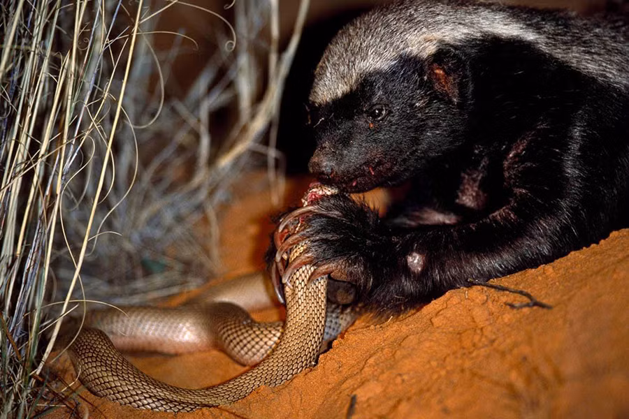 Lửng Mật đã là một chiến binh ngay từ khi được sinh ra. Chúng không hề quan tâm đến đối tượng mà mình sắp sửa tấn công, dù đó là nhím, báo, sư tử hay trâu. Có lẽ tính gan dạ này của Lửng Mật xuất phát từ lớp da dày mà răng của các động vật ăn thịt hay thậm chí là nhiều loại vũ khí cũng khó lòng xuyên thủng.