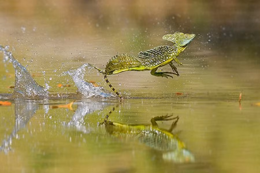 Thằn lằn Chúa chạy rất nhanh, chúng có thể đạt tốc độ 8,4km/h, đôi khi lên tới 11km/h trên mặt nước. Nguyên nhân là do, giữa các ngón chân thằn lằn có một màng mỏng. Khi chạy trên mặt nước, phần ngón chân xòe rộng ra, tạo thành bề mặt rộng giúp chúng không bị chìm.