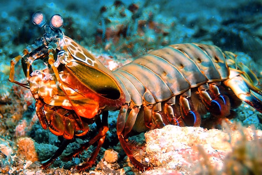 Bên cạnh đó, tôm bọ ngựa sở hữu cặp càng vô cùng đặc biệt. Chúng có thể tung ra những "cú đấm thép" nhanh và mạnh nhất trong tự nhiên với vận tốc khoảng 23 m/s cùng với một lực nặng gấp 1.000 lần cơ thể chúng. Tốc độ đó cao đến nỗi làm nước xung quanh móng bị nóng sôi lên, đồng thời dễ dàng xuyên qua lớp vỏ cứng của các loài thủy sinh vật khác.