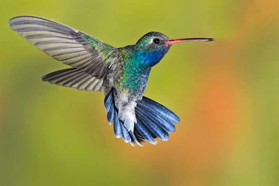 Chim ruồi cũng là loài chim duy nhất có khả năng bay tiến, lùi, lên trên và xuống dưới. Chim ruồi có thể bay lơ lửng trong không trung, điều này giúp chúng có thể hút mật hoa dễ dàng khi bay.