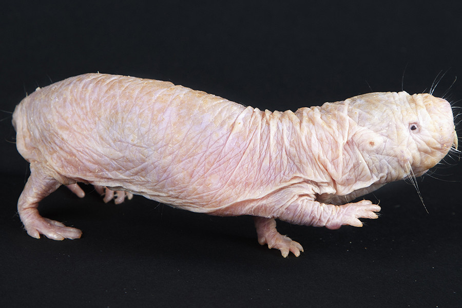 Cho đến nay, các khoa học chưa phát hiện thấy dấu hiệu ung thư ở loài động vật này. Nguyên nhân là do, chuột chũi Đông Phi có hẳn một gen có khả năng triệt tiêu khối u. Ngoài ra, chuột chũi Đông Phi còn có một khả năng đặc biệt khác là có thể chịu được 18 phút trong điều kiện không có oxy bằng cách cho cơ thể rơi vào trạng thái sống thực vật, trong khi chuột bình thường sẽ chết sau 20 giây nếu không có oxy.