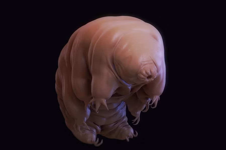 Theo Live Science, cơ thể nhỏ bé của bọ gấu nước có cấu tạo đặc biệt giúp chúng chịu đựng được các điều kiện khắc nghiệt nhất. Kết quả nghiên cứu năm 2017 cho biết, khả năng sống dai đến mức kinh ngạc của bọ gấu nước là do cấu tạo bao gồm các protein đặc biệt. Chúng có thể phong tỏa các thành phần tế bào dễ tổn thương, tránh cho màng, protein và AND bị phá hủy.