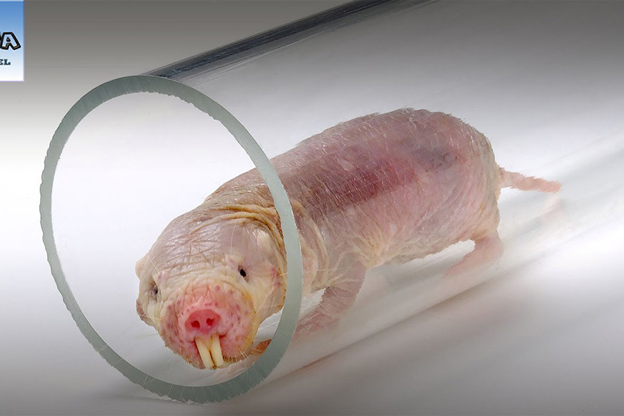 Chuột chũi Đông Phi, tên gọi khác là chuột chũi hoang mạc, phân bố ở vùng Đông của Châu Phi. Chúng có lớp da nhăn nhúm màu hồng, trụi lông và hàm răng kiếm và xúc giác rất nhạy cảm.