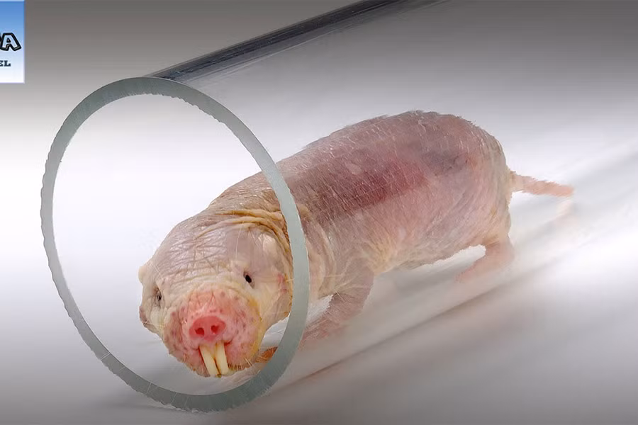 Chuột chũi Đông Phi, tên gọi khác là chuột chũi hoang mạc, phân bố ở vùng Đông của Châu Phi. Chúng có lớp da nhăn nhúm màu hồng, trụi lông và hàm răng kiếm và xúc giác rất nhạy cảm.