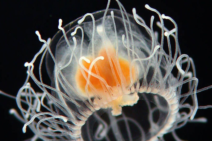 Năm 1996, các nhà nghiên cứu đã công bố loài sứa này có thể đảo ngược trạng thái từ một cá thể trưởng thành trở về giai đoạn vị thành niên. Khi bị chấn thương, chúng sẽ trở lại hình dáng ban đầu như một con sứa non lúc mới sinh ra. Cơ thể sứa sẽ tự tái tạo tế bào và các mô cơ thể hoàn toàn mới.