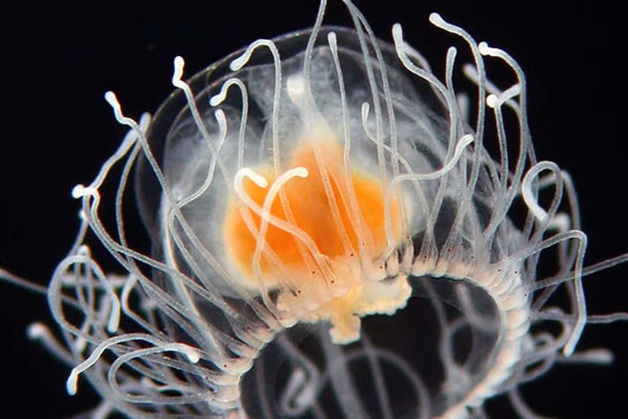 Năm 1996, các nhà nghiên cứu đã công bố loài sứa này có thể đảo ngược trạng thái từ một cá thể trưởng thành trở về giai đoạn vị thành niên. Khi bị chấn thương, chúng sẽ trở lại hình dáng ban đầu như một con sứa non lúc mới sinh ra. Cơ thể sứa sẽ tự tái tạo tế bào và các mô cơ thể hoàn toàn mới.