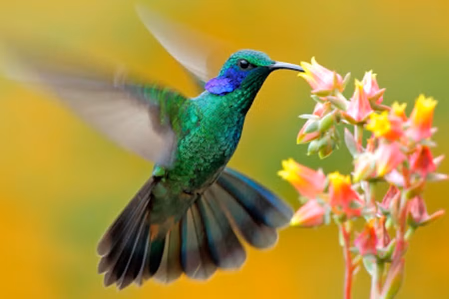 Là một trong những loài chim nhỏ nhất hành tinh nhưng chim ruồi lại sử hữu tốc độ và kỹ thuật bay vô cùng ấn tượng.