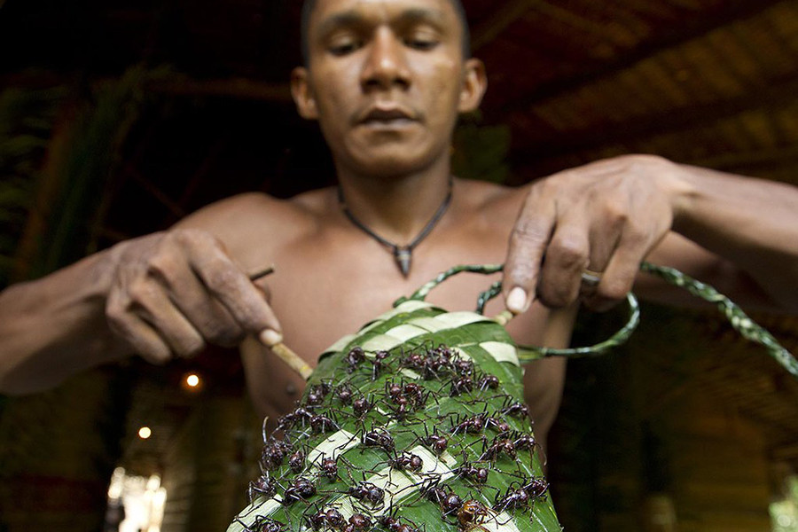 Theo quan niệm của người Satere Mawe, nếu những cậu bé có thể chịu đựng được nỗi đau da thịt đến từ cú cắn của những con kiến đạn thì mới chứng tỏ được bản lĩnh đàn ông và mới có thể trở thành trụ cột của gia đình sau này. 