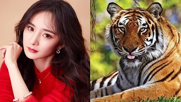 Tử vi trong những tháng cuối năm 2021 chính là một khoảng thời gian hoàng kim của tuổi Dần. Trong thời gian này, tuổi Dần sẽ vượt qua mọi khó khăn của hiện tại, thu về lợi nhuận không ngờ đến.