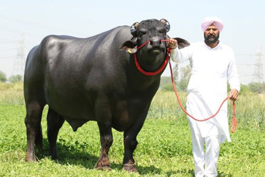 Mỗi ngày, họ sẽ dắt Sultan đi dạo, và tắm hai lần/ ngày. Ngoài ra, khẩu phần ăn một ngày của Sultan cũng vô cùng phong phú với 15kg táo, 20kg cà rốt, 10kg hạt ngũ cốc, 10kg rau xanh chưa kể đến việc uống hàng chục chai sữa.