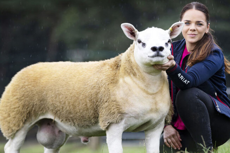 Tháng 8/2020, con cừu đực 6 tháng tuổi có tên Double Diamond, sinh ra tại một trang trại ở Macclesfield thuộc Cheshire, Anh trở thành con cừu đắt nhất thế giới khi được bán với giá 367.500 bảng Anh.