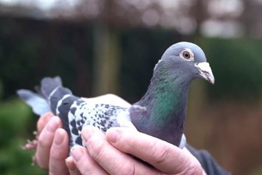 Năm 2019, chim bồ câu đua tên Armando gốc Bỉ trở thành con chim đắt nhất thế giới khi được một đại gia Trung Quốc giấu tên mua với số tiền là 1,5 triệu USD.