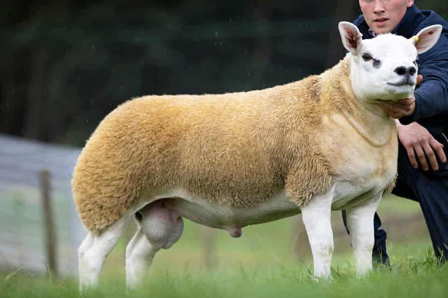Với mức giá này, cừu Double Diamond đã "xô đổ" kỷ lục mà cừu Deveronvale Perfection lập ra vào tháng 8-2009. Khi đó, cừu Deveronvale Perfection được bán với giá 231.000 bảng Anh.