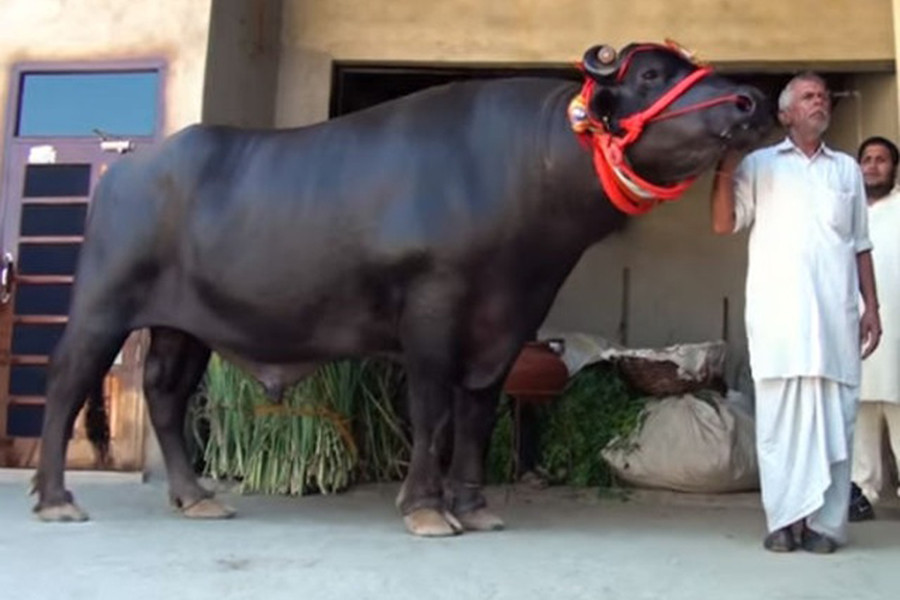 Sultan giống đực. Con vật này sở hữu cơ thể cường tráng với chiều cao 1,6m, chiều dài đến chót đuôi là 4,3m, cân nặng gấp đôi các con bò đực khác