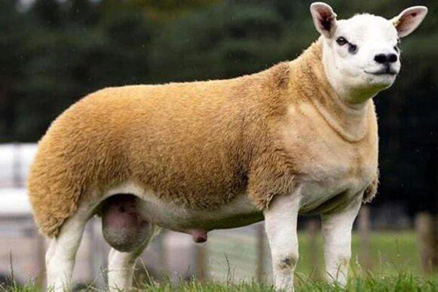 Ngoài ra, nó còn có thân hình săn chắc, chiều đầu hoàn hảo cùng bộ lông vàng óng. Với cơ thể tuyệt vời như thế, các nhà khoa học sẽ sử dụng phương pháp thụ tinh nhân tạo với cừu Double Diamond để lai tạo những con cừu thượng hạng.