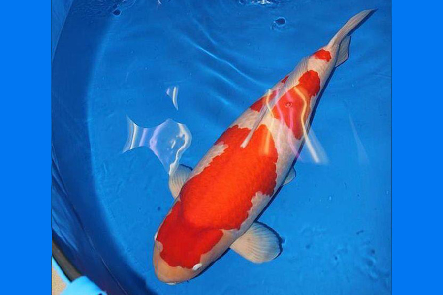 Người may mắn có được S Legend là cô Yingying đến từ Đài Loan (Trung Quốc). Với việc sở hữu S Legend, cô Yingying có cơ hội lai tạo tốt vì S Legend có khả năng sản xuất đến 500.000 quả trứng, trong đó không dưới 5.000 quả có chất lượng tốt để đem bán.