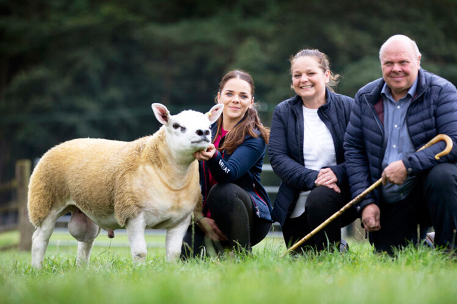 Lý do cừu Double Diamond có giá đắt đỏ là vì nossở hữu loại len chất lượng cao và thịt nạc.