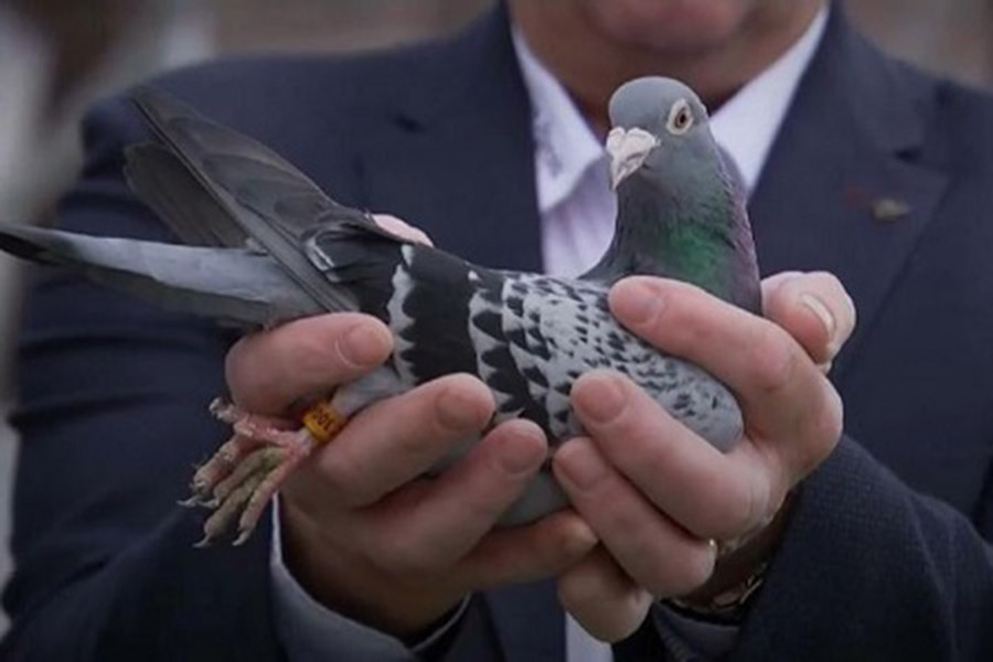 Armando không phải chú chim bồ câu bình thường. Nó từng giành quán quân tại các giải vô địch như Ace Pigeon 2018, Pigeon Olympiad 2019 và giải Angouleme...
