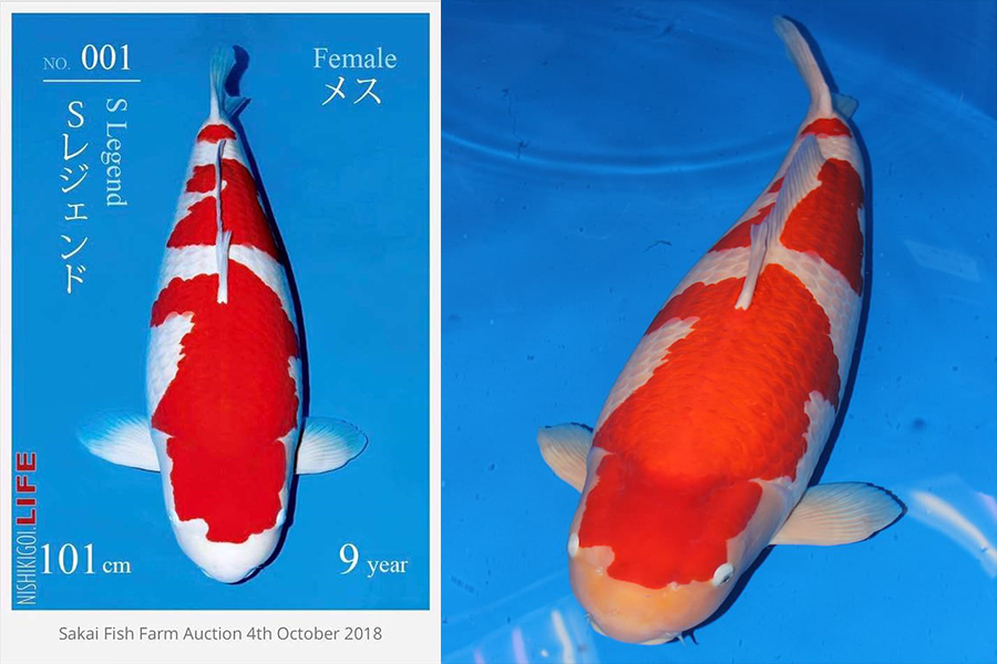 S Legend là con cá Koi cái thuộc giống Kohaku. Nó có màu sắc chuẩn và thân hình cân đối, chiều dài cơ thể của S Legend lên tới 101 cm.