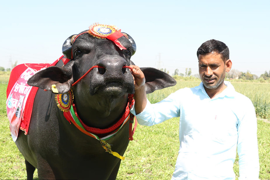 Ông Naresh Kumar - chủ sở hữu của Sultan cho biết, ông đã thuê đến 3 người để chăm sóc nó.