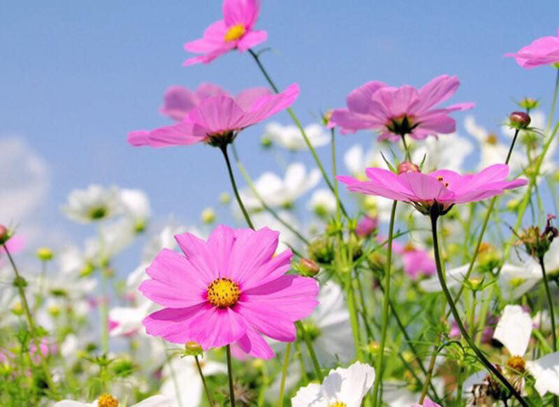 Tử vi học nói rằng, những người sinh vào tháng 3 Âm lịch trong thời gian qua đã phải chịu đựng không ít vất vả, khó khăn. Thế nhưng, bước sang tháng 9 gió đã đổi chiều, vận may lội ngược dòng, vận khí của những người này sẽ vô cùng vượng phát.