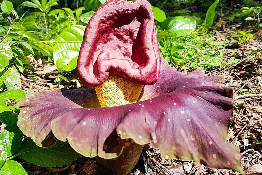 Đây cũng là một trong những loài thực vật tạo ra mùi khó chịu để thu hút ruồi và bọ cánh cứng thụ phấn. Cây nở hoa mỗi năm một lần vào khoảng đầu mùa mưa. Những bông hoa chỉ sống trong khoảng 5 ngày, có thể đạt chiều cao hơn 1,8m sau khi được thụ phấn thành công.