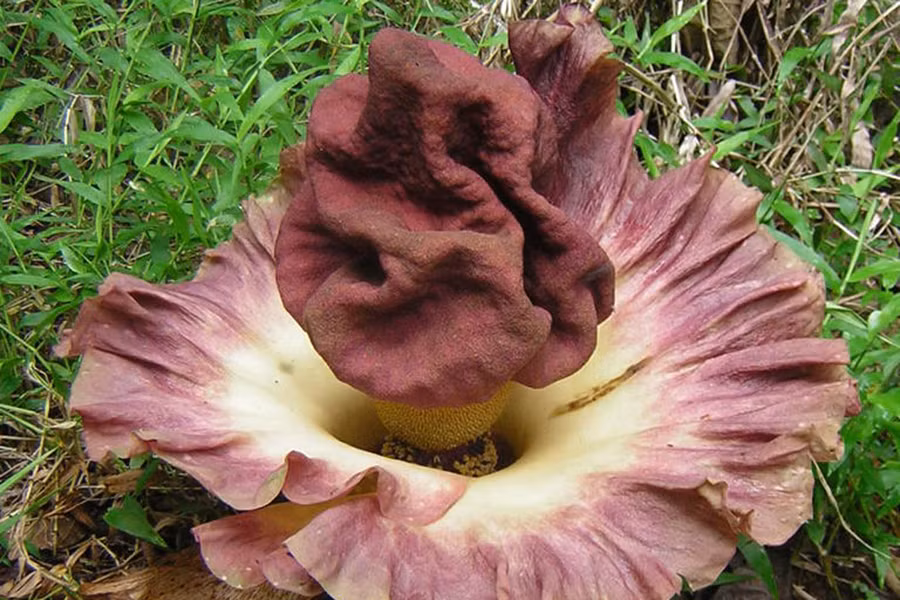 Amorphophallus paeoniifolius, còn được gọi là cây chân voi, cây "nưa chuông", thường xuất hiện ở các vùng nhiệt đới ở Ấn Độ, Papua New Guinea và Australia. Khi hoa tàn sẽ cho ra một loại củ tinh bột, được sử dụng phổ biến trong các món ăn.