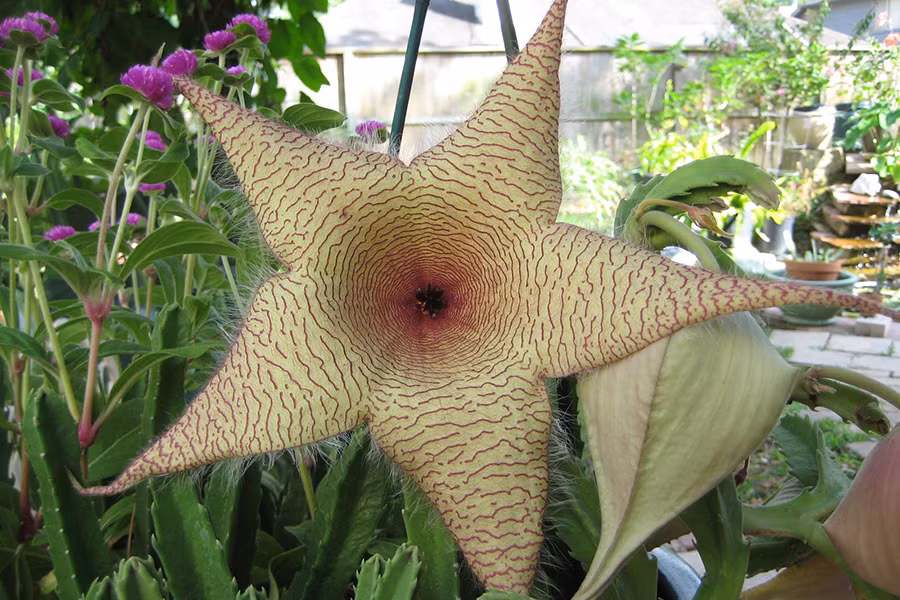 Stapelia gigantea là một bông hoa đẹp có mùi như thịt thối. Chúng được tìm thấy ở vùng nhiệt đới Đông Nam Châu Phi.