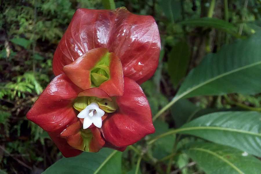 Hoa thường nở từ tháng 12 đến tháng 3, có màu trắng và mùi thơm ấn tượng. Cây Psychotria elata rất hữu dụng. Vỏ và lá của cây đôi khi được sử dụng làm thuốc dân gian để chữa đau tai, ho và kích ứng da. Thậm chí, người bản địa ở khu vực Colombia còn sử dụng loài hoa này để chữa chứng khó thở.