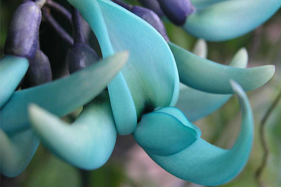 Hoa móng cọp có màu chủ đạo là ngọc bích, nhưng theo những người có kinh nghiệm trồng hoa, sắc màu của loài hoa này có sự biến đổi nhất định trong một ngày. Cụ thể, buổi sáng, hoa cẩm thạch có màu xanh da trời, giữa trưa chuyển màu xanh lơ và đến chiều thì chuyển sang màu xanh lục.