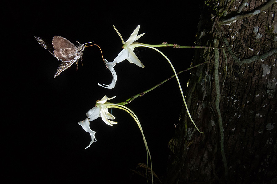 Phong lan ma có danh pháp khoa học là Dendrophylax lindenii, được tìm thấy nhiều ở Cuba và Floria, Mỹ. Chúng gây ấn tượng bởi vẻ ngoài độc đáo hệt như những con nhện. Phong lan ma chỉ có thể sống trong bóng tối và nở hoa khi có điều kiện tốt. Điều thú vị là loài cây này không hề có lấy một chiếc lá.