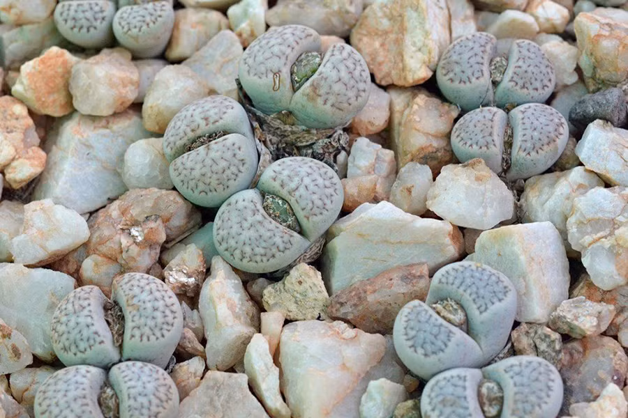 Với hình dáng bên ngoài hệt như một viên sỏi, hoa đá Lithops được mệnh danh là loài hoa kỳ lạ nhất hành tinh. Chúng có nhiều tên gọi khác nhau như sinh thạch, xương rồng, hoa sỏi... và có nguồn gốc từ Nam Phi.