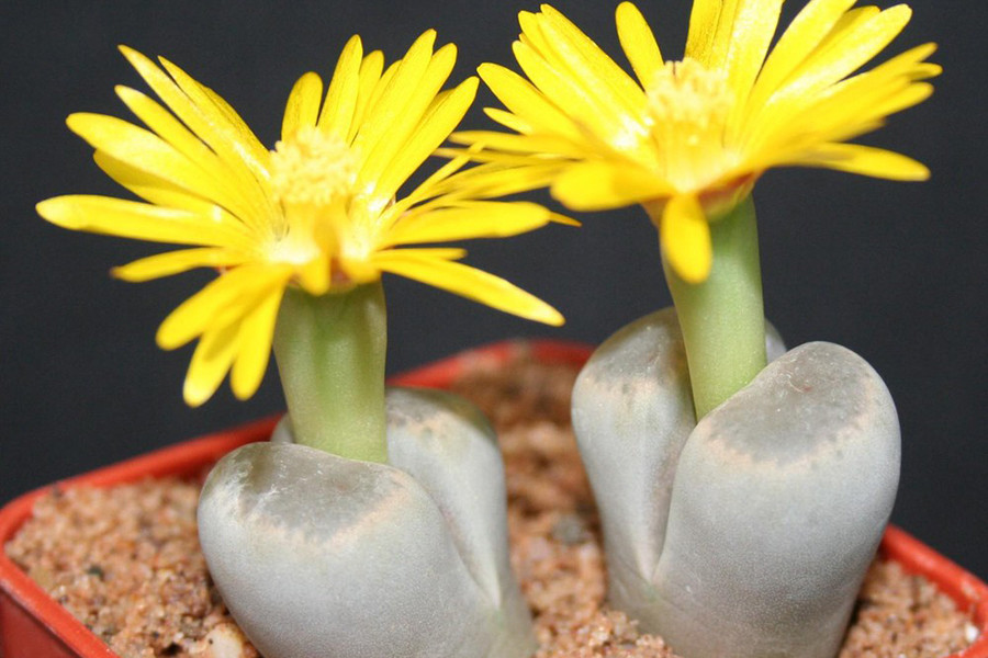 Trên thực tế, hình dạng độc đáo của loài cây này được hình thành từ việc sáp nhập các cạnh bên ngoài của hai lá riêng biệt. Hoa sẽ nở từ giữa hai mảnh lá này. Đặc biệt, Lithops có thể sống tới hơn 50 năm.