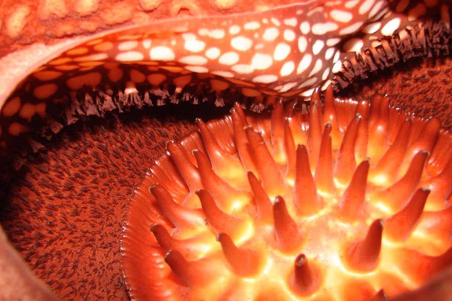 Cây xác thối Rafflesia arnoldii là một loài ký sinh, phát triển dưới dạng dây leo, không có lá. Loài cây này được tìm thấy trong các khu rừng nhiệt đới ở Borneo (Malaysia) hoặc Sumatra (Indonesia). Rafflesia arnoldii là một loài quý hiếm và rất khó phát hiện. Bông hoa lớn, có năm cánh hoa màu đỏ với những vệt trắng. Một bông hoa Raspberryia arnoldii có thể có đường kính 1m và nặng 11kg.