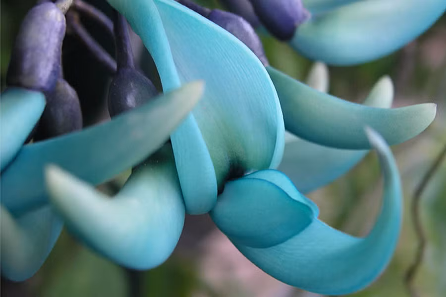 Hoa móng cọp có màu chủ đạo là ngọc bích, nhưng theo những người có kinh nghiệm trồng hoa, sắc màu của loài hoa này có sự biến đổi nhất định trong một ngày. Cụ thể, buổi sáng, hoa cẩm thạch có màu xanh da trời, giữa trưa chuyển màu xanh lơ và đến chiều thì chuyển sang màu xanh lục.