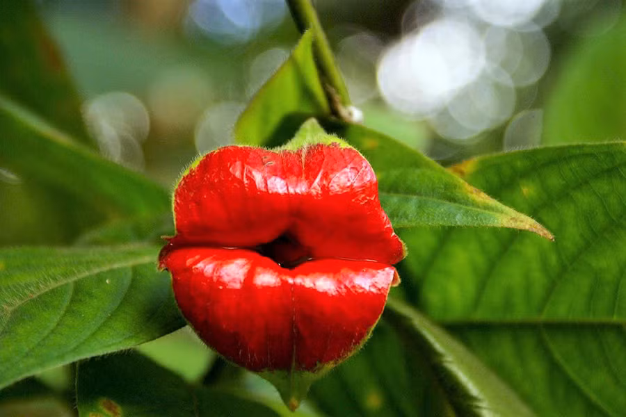 Psychotria elata, hay còn được gọi là Hooker’s Lips (hoa môi), là loài cây bụi được tìm thấy trong rừng tại các nước thuộc vùng nhiệt đới ở châu Mỹ như Costa Rica và Colombia. Psychotria elata gây ấn tượng bởi hình dáng hệt như đôi môi của người thiếu nữ.
