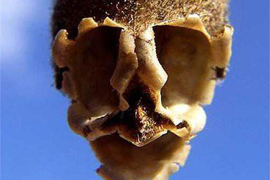 Hoa thường nở từ tháng 12 đến tháng 3, có màu trắng và mùi thơm ấn tượng. Cây Psychotria elata rất hữu dụng. Vỏ và lá của cây đôi khi được sử dụng làm thuốc dân gian để chữa đau tai, ho và kích ứng da. Thậm chí, người bản địa ở khu vực Colombia còn sử dụng loài hoa này để chữa chứng khó thở.